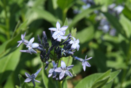 Amsonia orientalisStermaagdenpalm bestellen